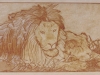 lionness
